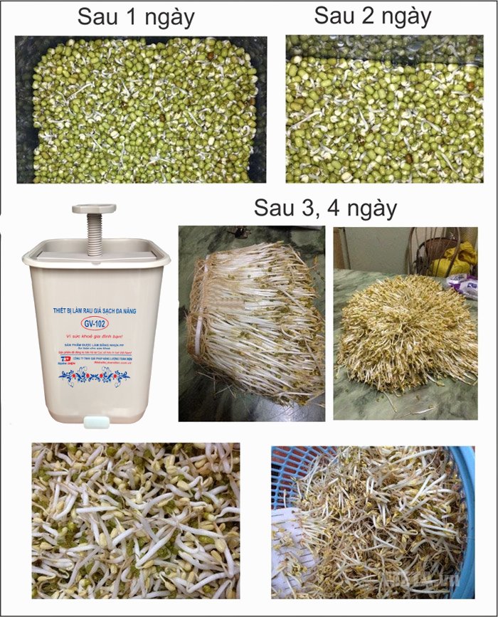 Máy làm giá đỗ sạch đa năng GV-102 - Phiên bản thường sẽ giúp bạn trồng giá chỉ sau 3 - 4 ngày là thu hoạch 