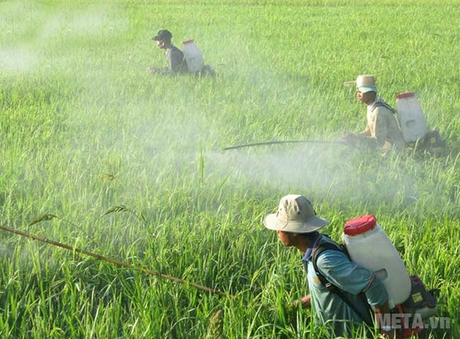 Bình xịt 4 thì Pona GX25 đeo vai rất nhẹ nhàng, di chuyển thoải mái trên đồng ruộng 