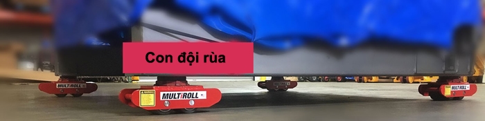 Hình ảnh con đội rùa đang đội - di chuyển vật nặng