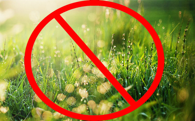 Những mẹo diệt cỏ dại đơn giản và tự nhiên bạn nên biết