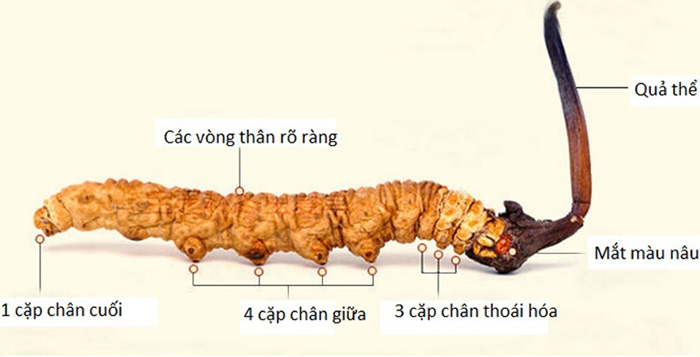 cách sử dụng đông trùng hạ thảo cách phân biệt đông trùng hạ thảo