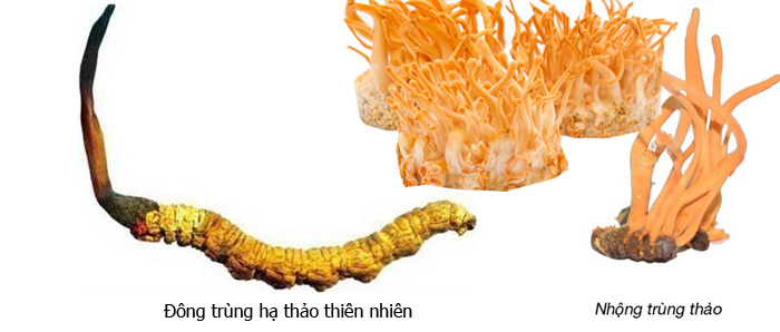 cách sử dụng đông trùng hạ thảo cách phân biệt đông trùng hạ thảo
