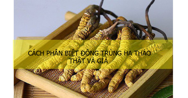 cách phân biệt đông trùng hạ thảo cách phân biệt đông trùng hạ thảo