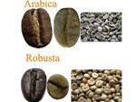 Phân biệt cà phê Arabica và Robusta