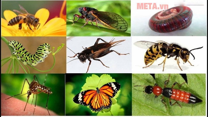 Cách chọn mua máy phun thuốc trừ sâu tốt nhất