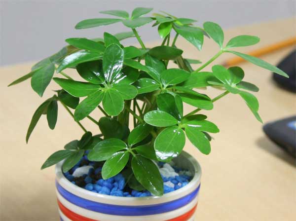 Cây ngũ gia bì
