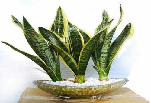 Cây lưỡi hổ