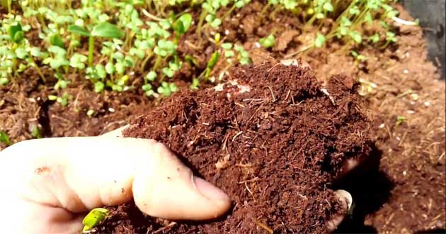 Giá thể trồng rau mầm là gì