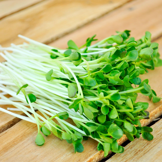 Cách làm rau mầm thủ công
