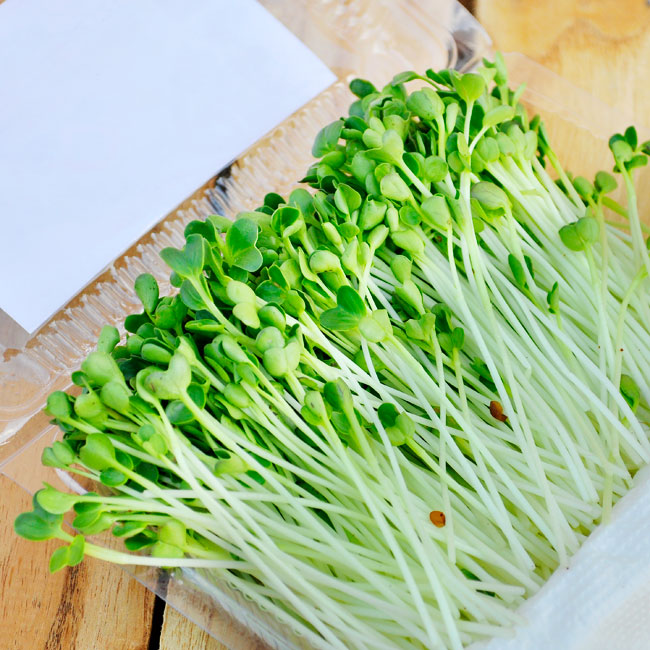Rau mầm trồng bằng máy