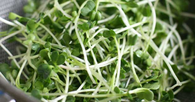 Cách trồng rau cải mầm tại nhà