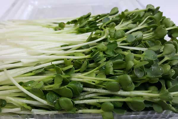 Rau mầm cải