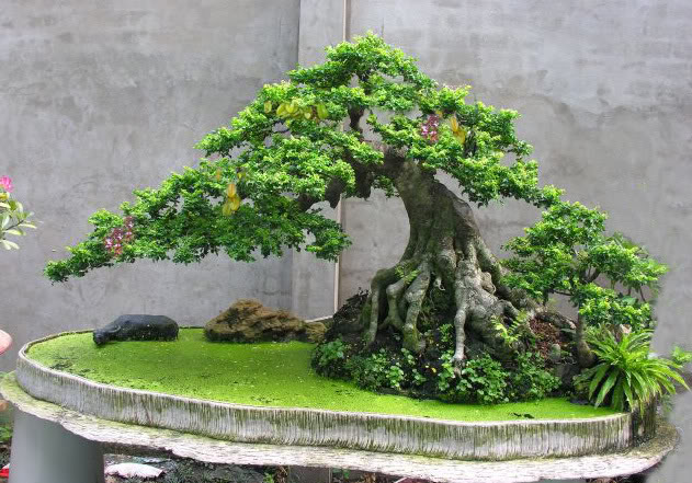 Bạn có thể tặng cây cảnh cho ông trong ngày mừng thọ
