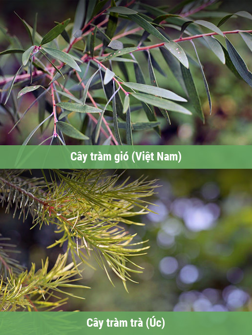 Phân biệt cây tràm gió, tràm trà