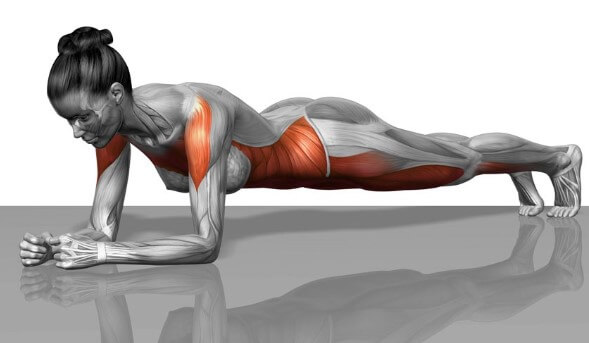 Plank giúp săn chắc hệ cơ trong cơ thể