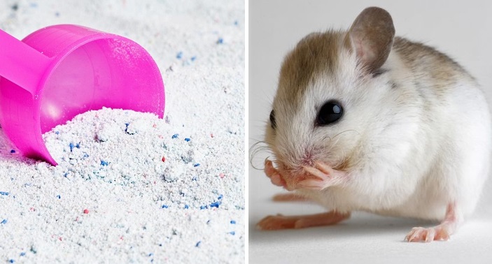 Cách đuổi chuột trong nhà hiệu quả bằng bột giặt
