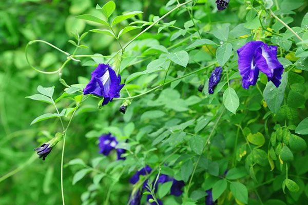 Hoa đậu biếc tươi có màu xanh tím đẹp mắt.