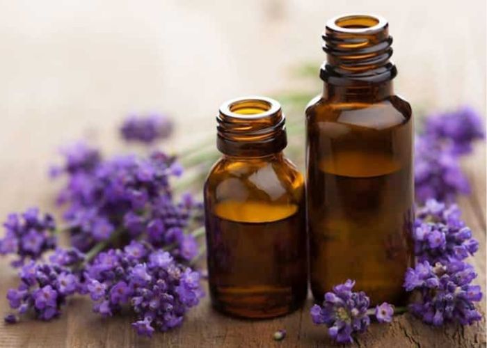 Tinh dầu oải hương Lavender có thể giúp cải thiện giấc ngủ
