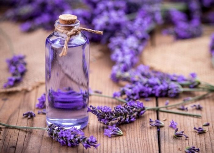 Tinh dầu hoa oải hương còn có tác dụng không ngờ trong hỗ trợ điều trị tiểu đường