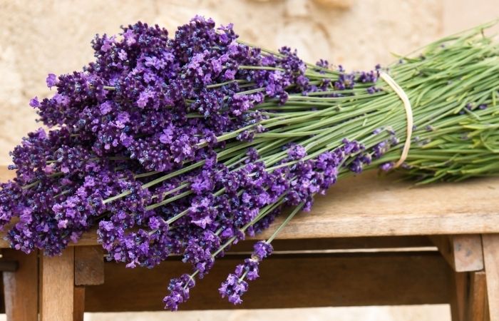 Hoa oải hương có tác dụng đuổi muỗi khá tốt