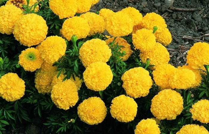 Cúc vạn thọ có thể làm cây cảnh đuổi muỗi trong nhà