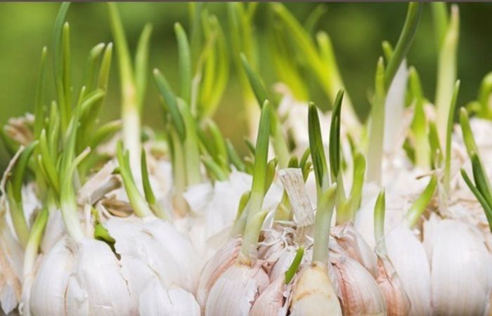 Trồng tỏi làm cây đuổi muỗi