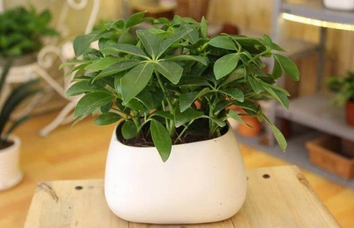 Cây ngũ gia bì đuổi muỗi trong nhà