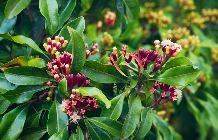Cây chống muỗi đinh hương