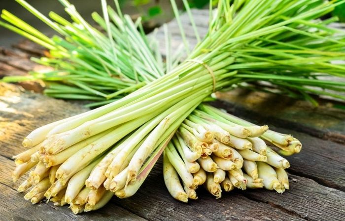 Cây sả chanh đuổi muỗi cũng rất hữu dụng