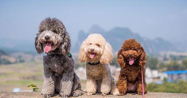 Tông đơ cắt lông chó Poodle