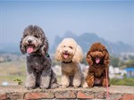 Top 5 tông đơ cắt lông chó Poodle tốt nhất