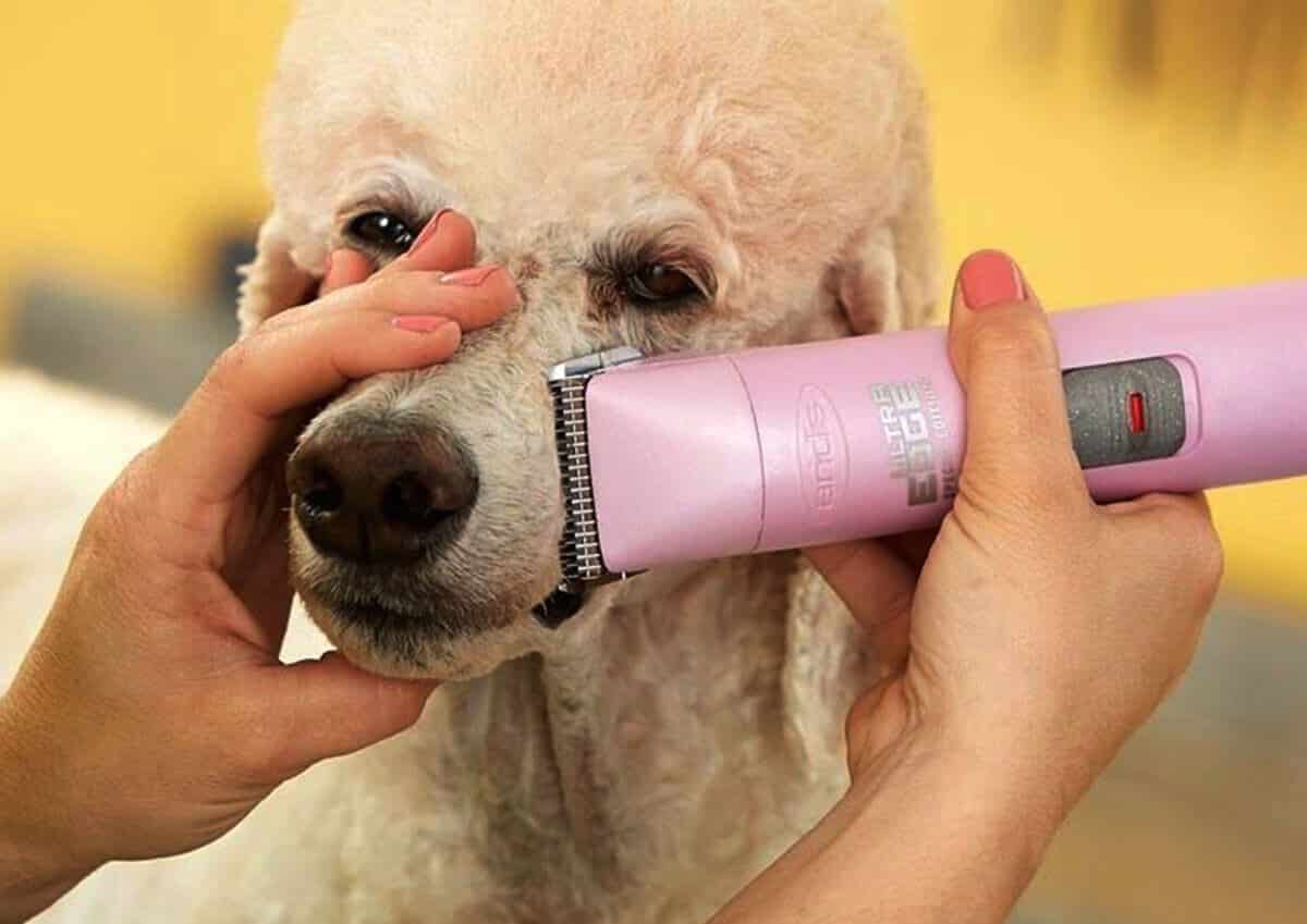 Tông đơ cắt lông chó Tông đơ cắt lông chó