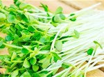 Cách chọn hạt giống rau mầm sạch, chất lượng