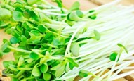 Cách chọn hạt giống rau mầm sạch, chất lượng