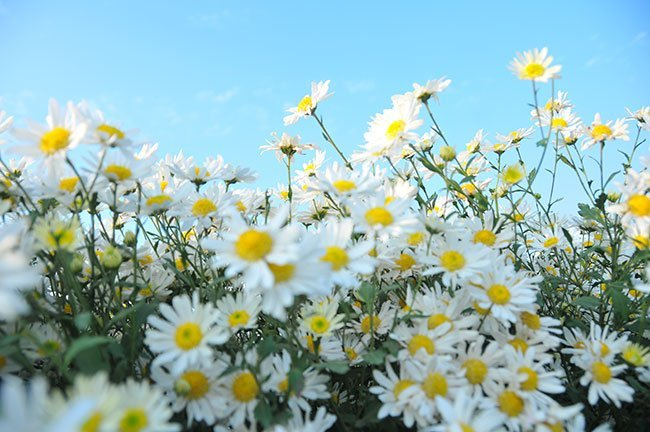 Hình ảnh hoa cúc họa mi trắng tuyệt đẹp chào buổi sáng