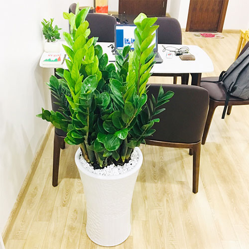 Tác dụng cây kim tiền