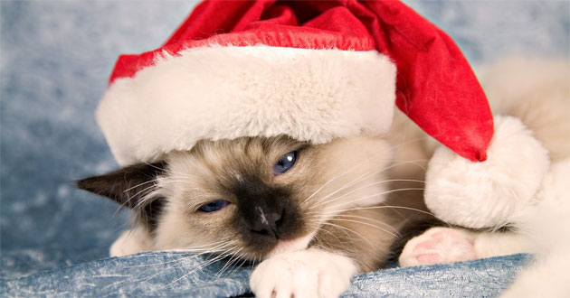Stt Noel buồn, cô đơn cho dân FA mùa lễ Giáng Sinh – META.vn