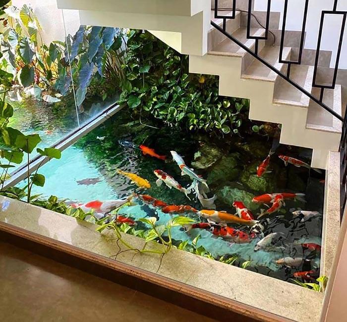 Hồ cá coi trong nhà