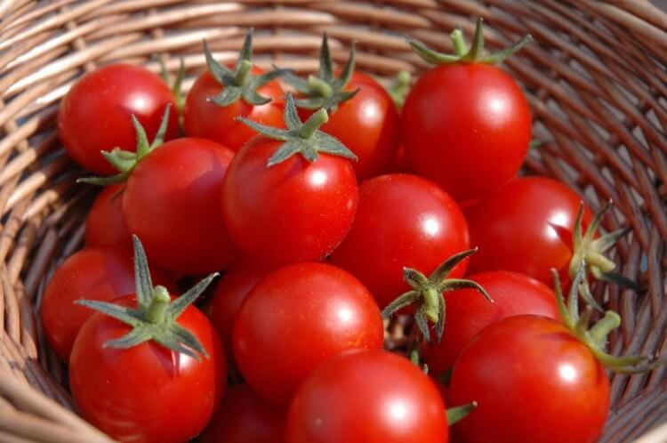 Cà chua được bảo quản trong tủ lạnh tùy thuộc vào độ chín