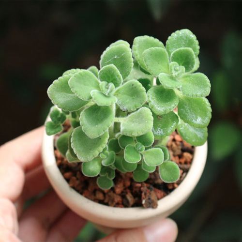 Cây Nhất Mạt Hương