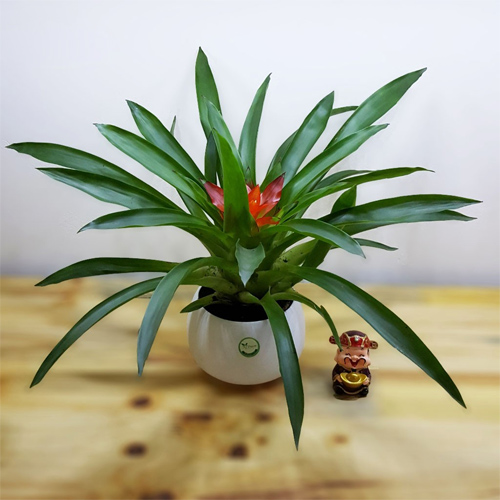 Cây Dứa Nến Cảnh