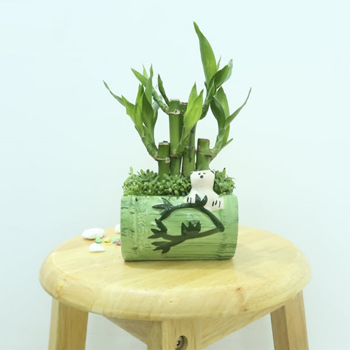 Cây Phát Lộc