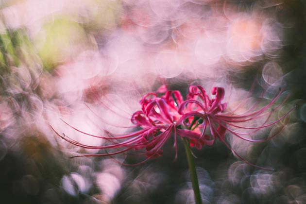 Hình ảnh Hoa bỉ ngạn buồn - Ảnh hoa buồn đẹp nhất - META.vn