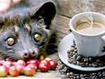 Cà phê chồn là gì? Có ngon không? Nguồn gốc cafe chồn