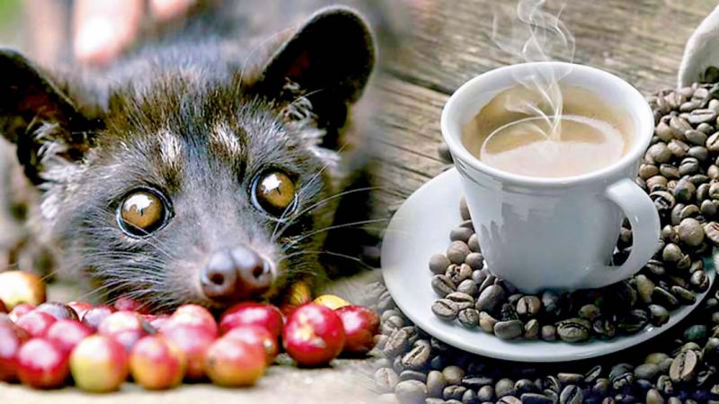 Cà phê chồn là gì? Có ngon không? Nguồn gốc cafe chồn