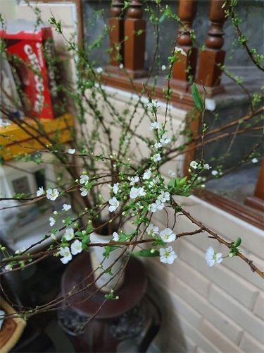 Cách cắm hoa tuyết mai