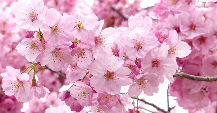 50 Hình ảnh nền hoa anh đào đẹp nhất của đất nước Nhật Bản  Hà Nội Spirit  Of Place