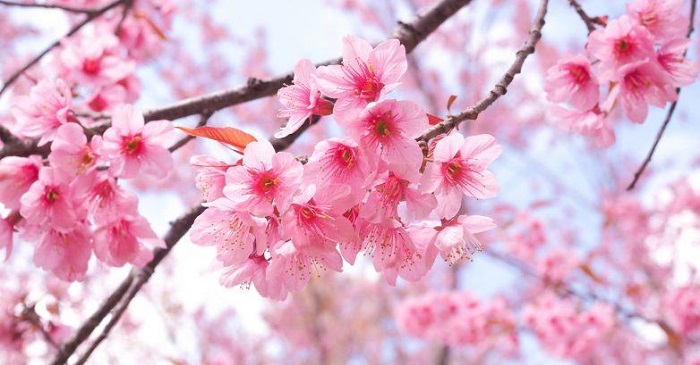 Hình ảnh Hoa anh đào Nhật Bản khoe sắc hồng rực rỡ  VOVVN