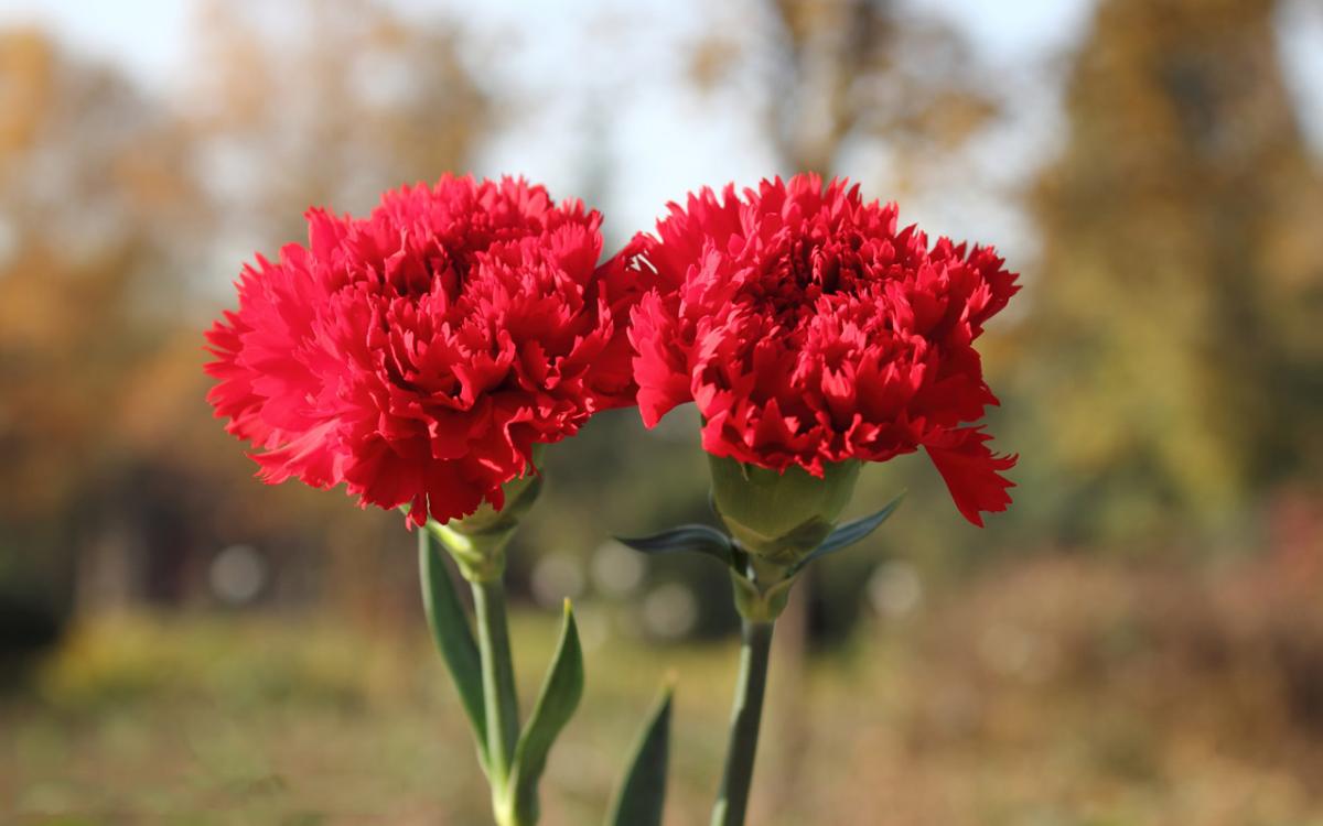 Chia sẻ cách chụp Ảnh hoa phăng đẹp với máy ảnh hoặc smartphone
