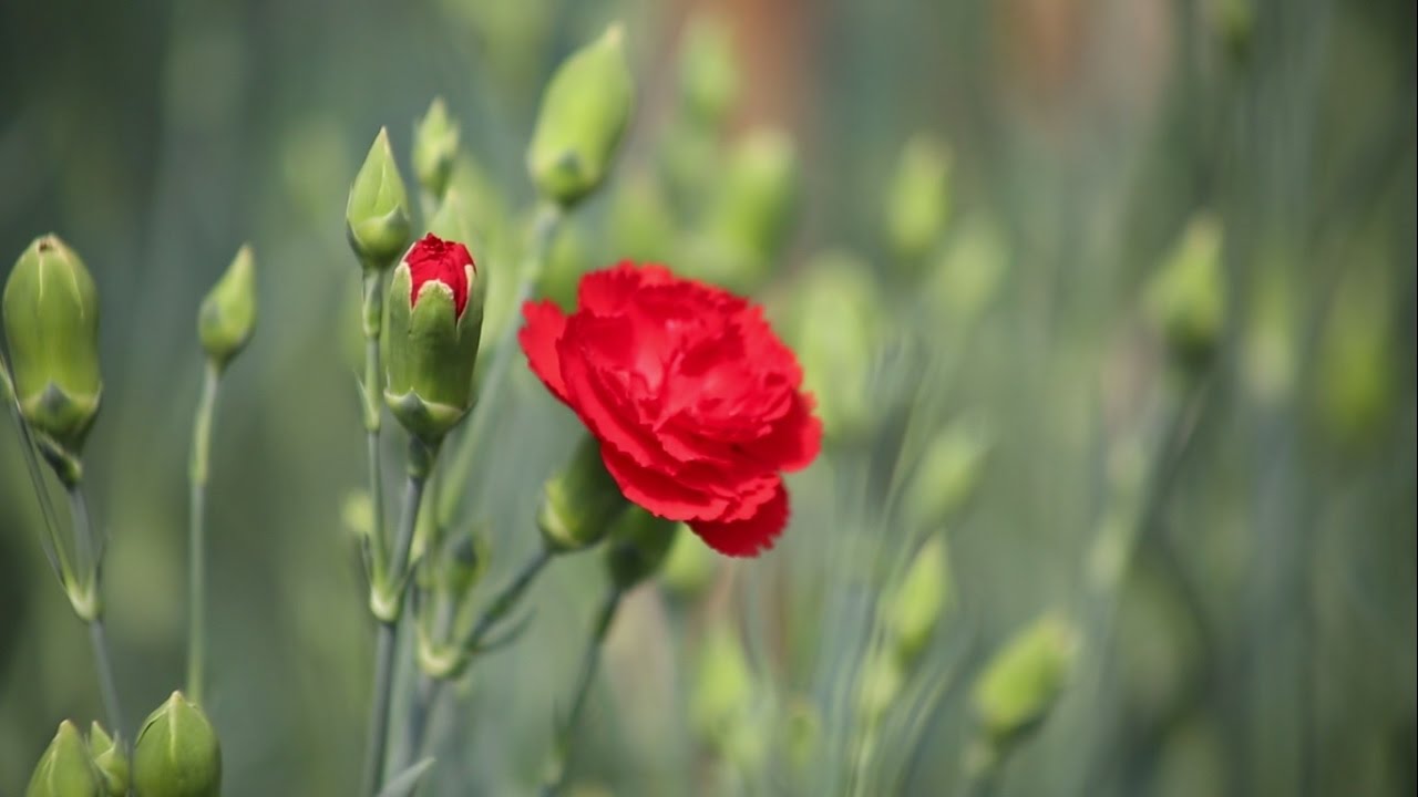 Giới thiệu ý nghĩa hoa cẩm chướng